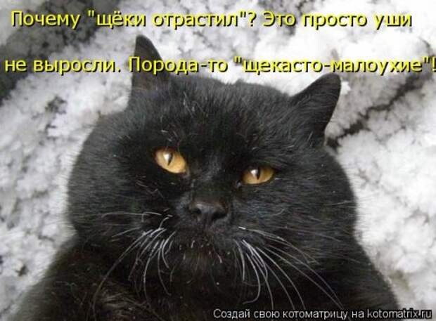 Отличная котоматрица на Бугаге (35 фото)