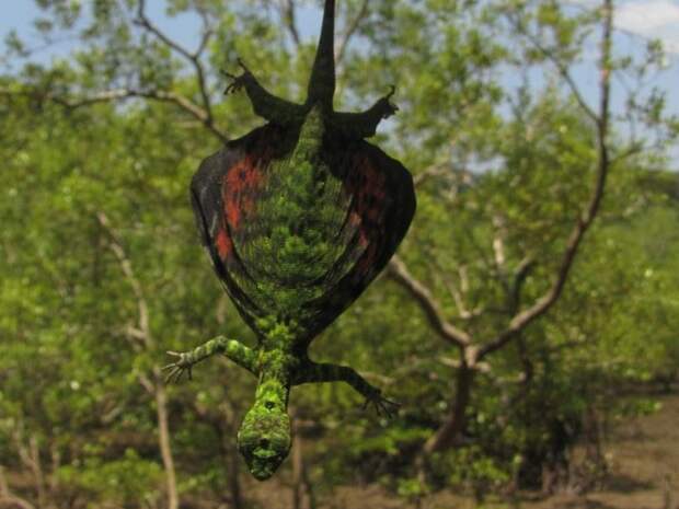 Летающий дракон. Draco cornutus. Draco sumatranus. Draco mindanensis.