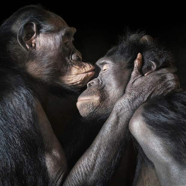 Пара бонобо. Этот вид шимпанзе обитает во впадине Конго и в Центральной Африке. животные, портрет