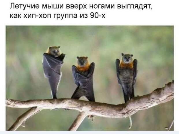 Картинки, юмор, приколы