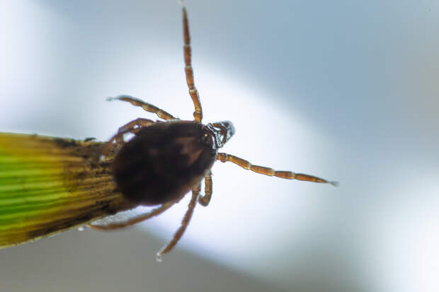 Клещи в России проснутся раньше обычного