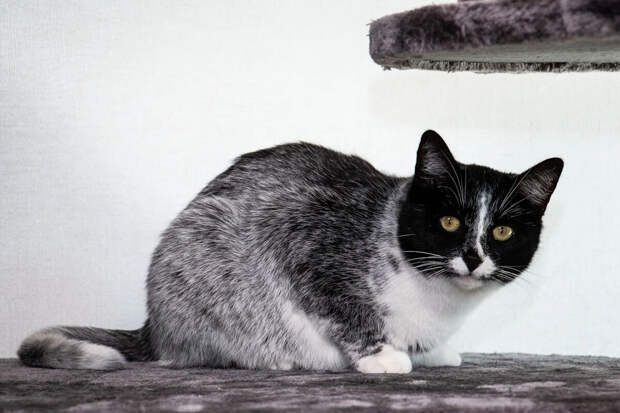 Animal Genetics: из-за мутации у финских кошек появился новый окрас - салмиак
