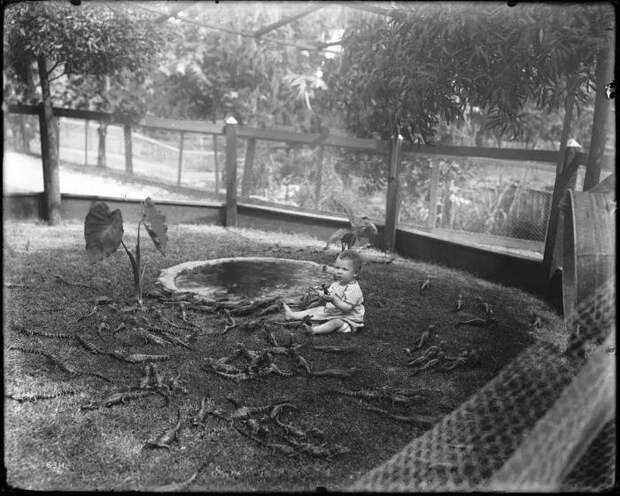 9. Просто ребенок играет с мелкими аллигаторами, Лос-Анджелес, 1910-е годы. архив, война, история, тайна, факты, фото