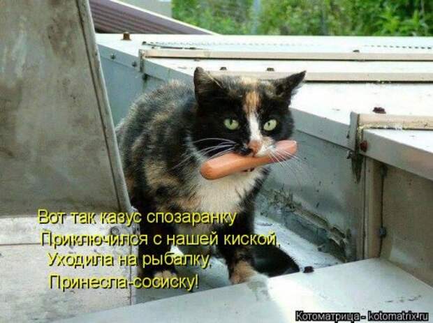 Новые котоматрицы для настроения (32 шт)