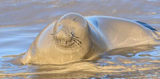 Каждый год тюлени приплывают в Донна Нук дать потомство вблизи песчаных дюн Донна Нук, великобритания, грязь, животные, заповедник, тюлень, фото