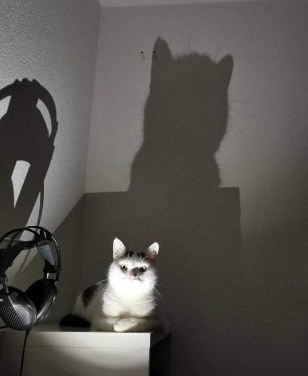 Кот-Бэтмен