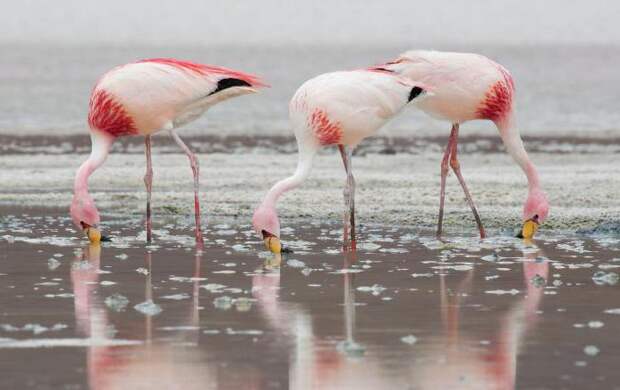Где обитает фламинго и чем питается?