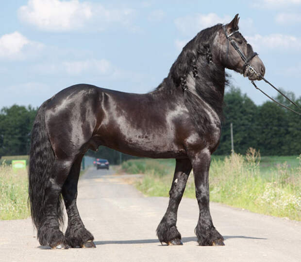 Фризская порода лошадей - рожденные из сказок и легенд фото