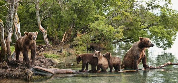 Невероятные фотографии медведей 7