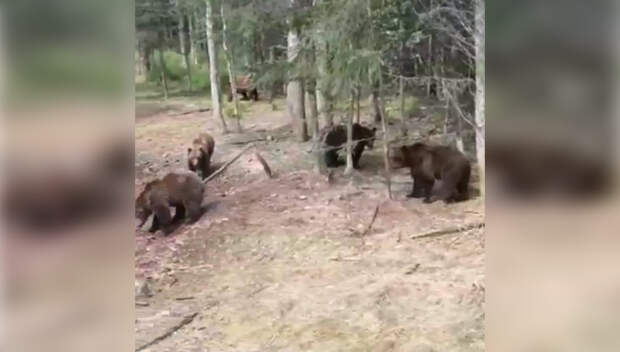 Одиннадцать голодных медведей окружили грузовик в Республике Саха