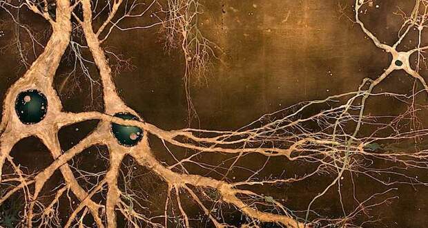 Нервные клетки мозга восстанавливаются вне зависимости от возраста
