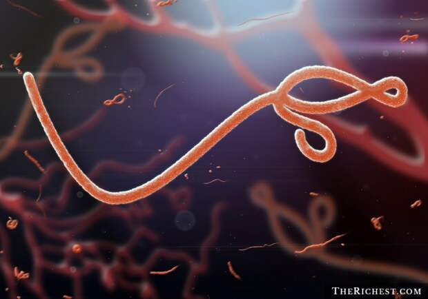 1. Лихорадка Эбола болезнь, вид, животные, смерть, уничтожение