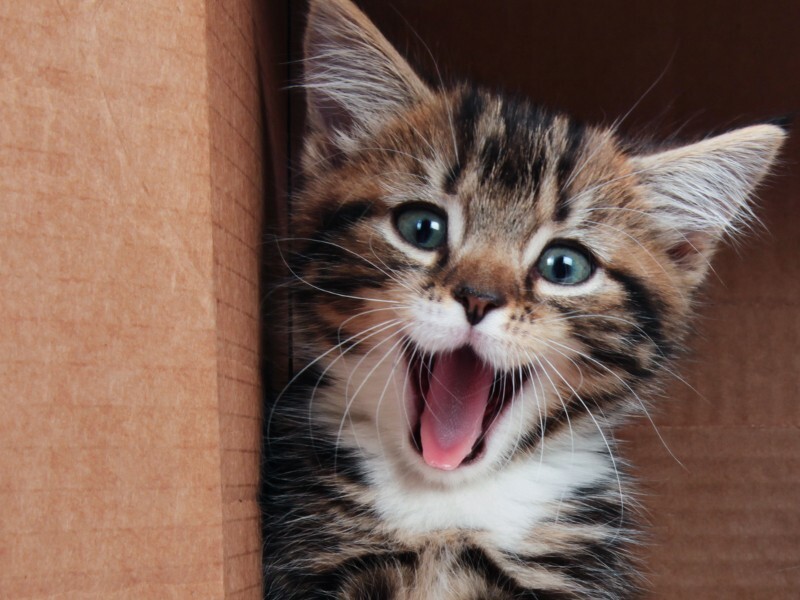 Подборка смешных картинок и веселых фото про котиков