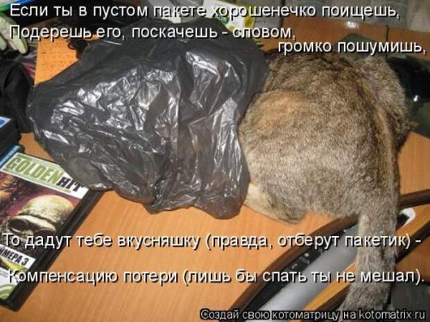 Свежая котоматрица для настроения (35 фото)