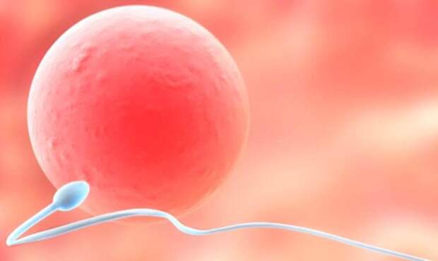 яйцеклетка женщины, cамые интересные факты о человеке