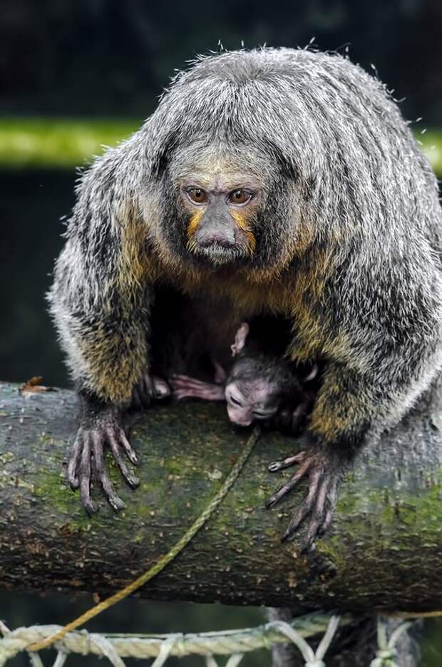 Южноамериканские обезьяны вида траурных капуцинов умеют использовать натуральные репелленты от комаров. Они находят в коре деревьев многоножек, которые выделяют защитные химические вещества класса бензохинонов, и натирают ими кожу. интересное, обезьяны, факты, фауна