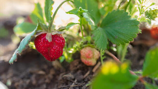 Клубничный секрет: что нужно срочно сделать на грядках в мае, чтобы собирать урожай ведрами