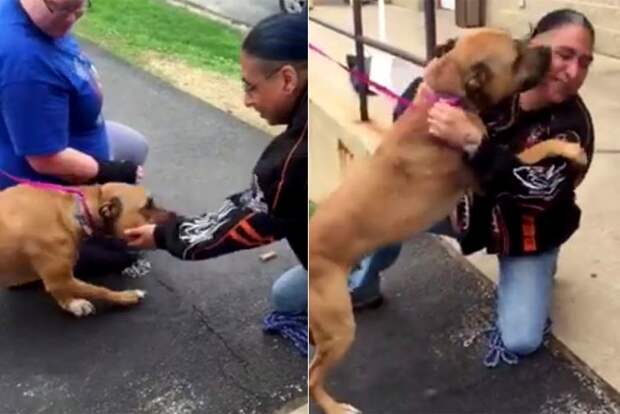 хозяин нашел собаку спустя два года, собака встретилась с хозяином через 2 года