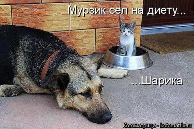 Котоматрицы(картинки с надписями)