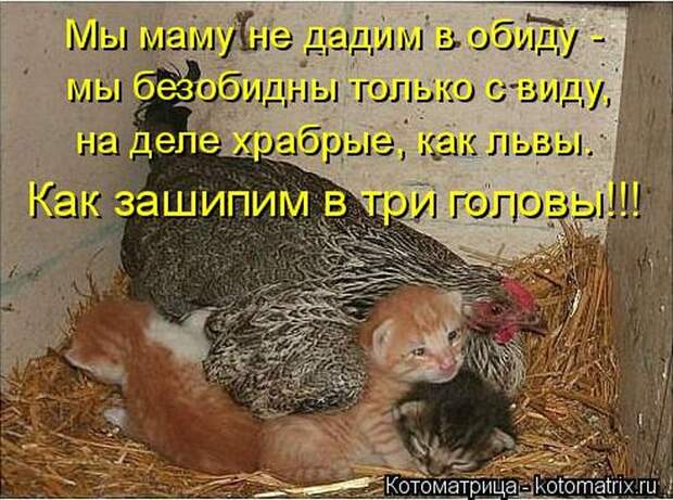 Лучшие котоматрицы недели (50 фото)