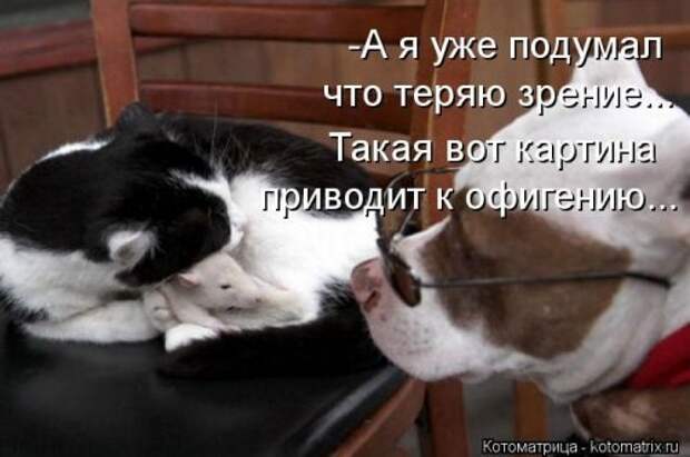 Веселая котоматрица за неделю (28 шт)