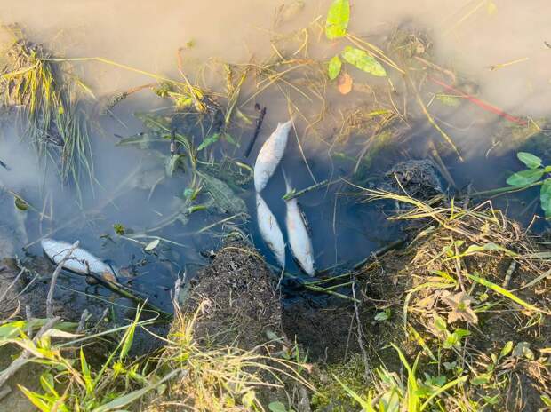 На скандально известном Бушовском пруду туляки обнаружили дохлую рыбу