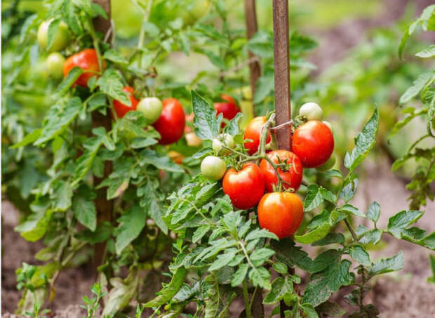 Золотые правила выращивания томатов