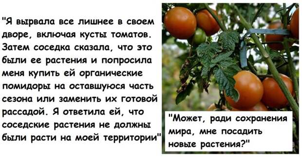 Женщина вырвалав в своем дворе растения соседей, они требуют компенсацию