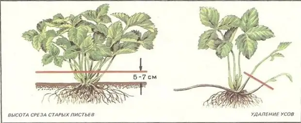 Обрезка клубники весной для начинающих в картинках