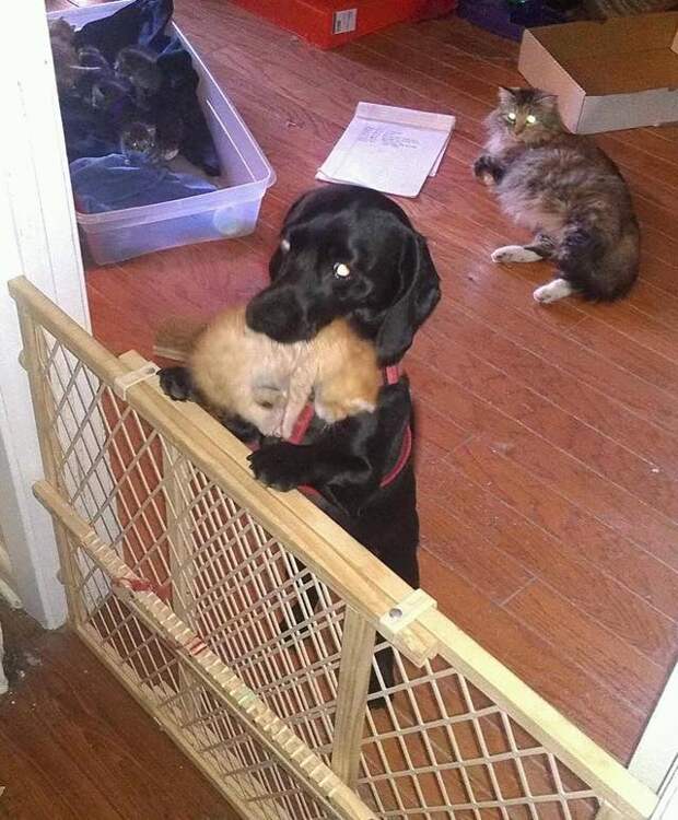Без кота и жизнь не та