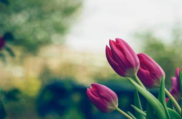 nature