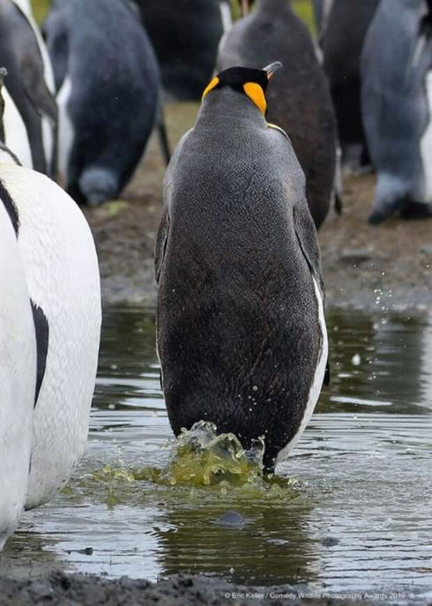 Победители фотоконкурса на самую смешную фотографию с дикими животными Comedy Wildlife Photography Awards 2019 (19 фото)