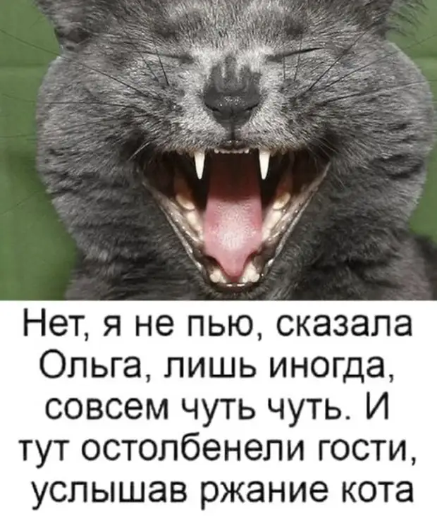 Хвост облез кто промолвит тот и съест. Смешные посты в картинках. Смешные посты. Услышав ржание кота. Картинки для постов Веселые.