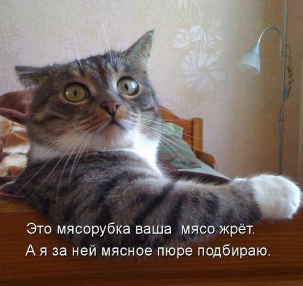 Забавные котоматрицы