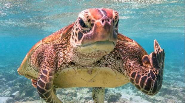 15 самых смешных фото водных животных в мире — победителей конкурса Comedy Wildlife Photography Awards за всю его историю