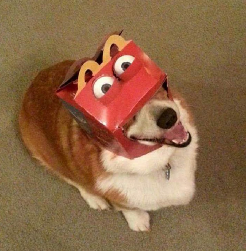собака отдыхает