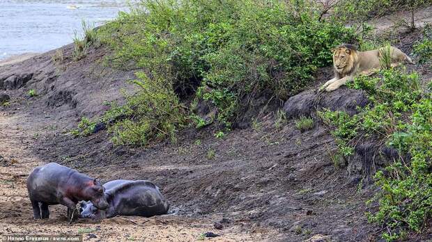 Protector: The lion can be seen lying in wait for the dying mother hippo while her heartbroken calf circles her
