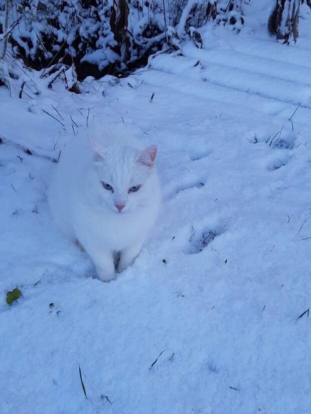 Зимний дачный конкурс "Найдите белого котика!" продолжается. Смотрите внимательно