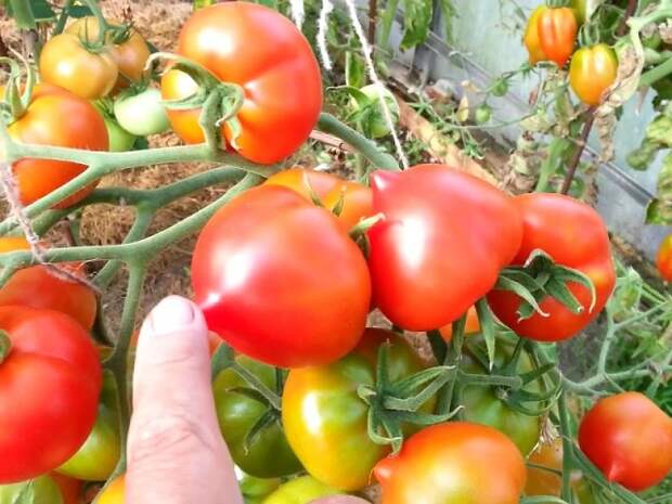 Урожайность томата столыпин. Абрикотин томат урожайность.