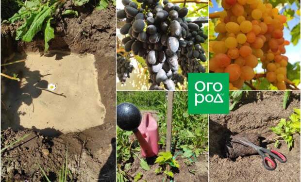 У выращивания винограда в разных регионах свои особенности