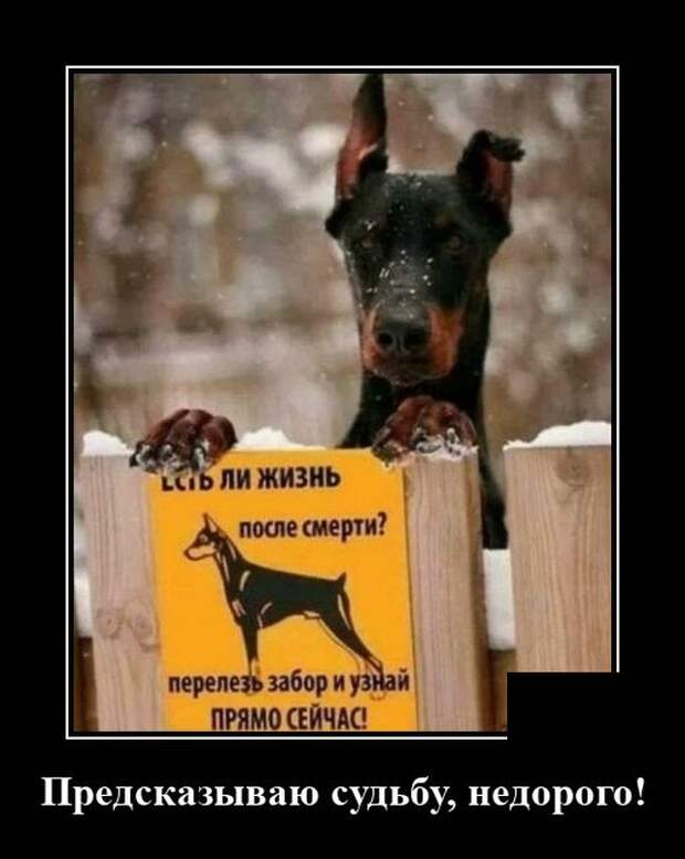 Демотиватор про жизнь после смерти
