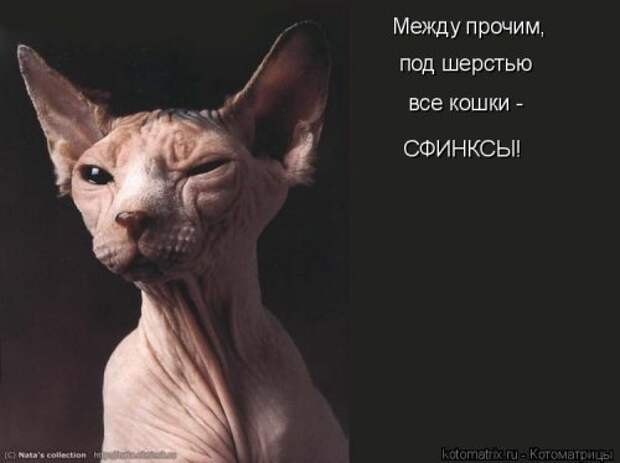 Смешная котоматрица