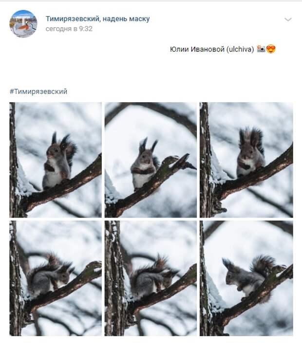 Фото дня: беличья фотосессия в Тимирязевском лесу