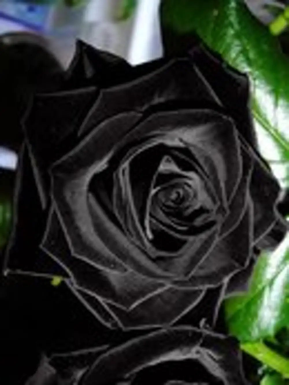 Чёрные розы 