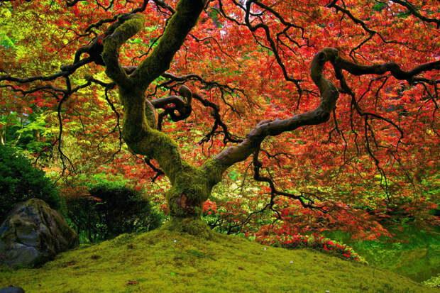 5 Мистических деревьев Радужный эвкалипт, ангельский дуб, драконово дерево, природа, факты, японский клен