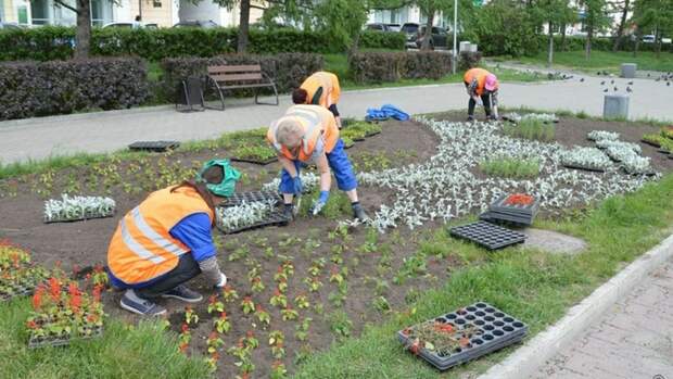 В Барнауле высадят 310 тысяч цветов