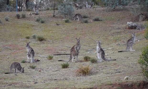 В соцсетях многие люди выкладывают фотографии кенгуру, сделанные в тех местах, где их никогда до этого не было — а именно в подозрительной близости к человеческим поселениям австралия, в мире, животные, кенгуру