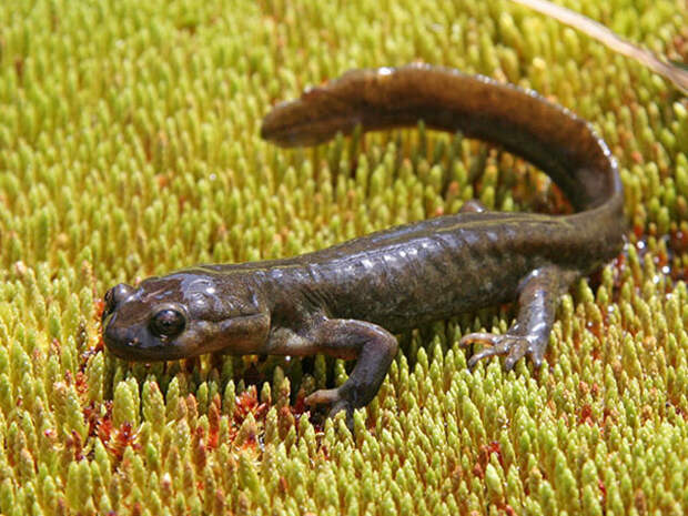 https://reptilia.club/taxons/1/fronpic1.jpg