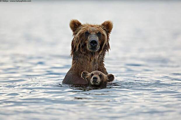 Мамы медведицы