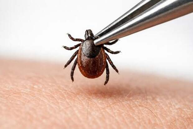 Сезон клещей открыт: почему масло при укусе может сделать только хуже?